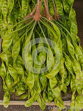 Parkia is tropical stinking edible beans in local market Thailand. Stock Photo