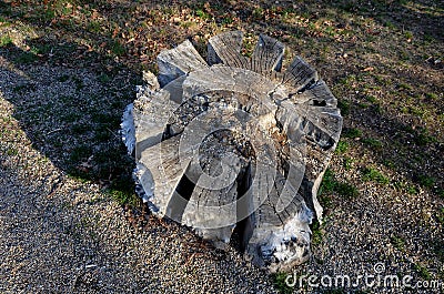 Parking for bicycles made to support bicycles on the bike path. stump with several notches for inserting a bicycle tire Stock Photo