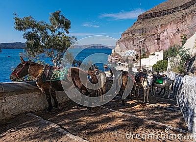 Parking of donkeys. The city of Thira. The island of Santorini. Greece. Stock Photo