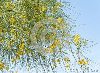 Parkinsonia aculeata blossom Stock Photo