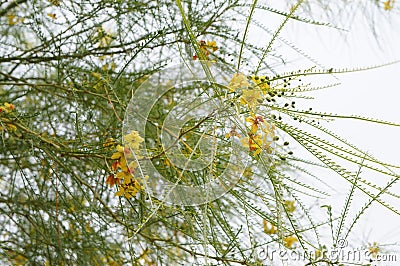 Parkinsonia aculeata blosssom Stock Photo