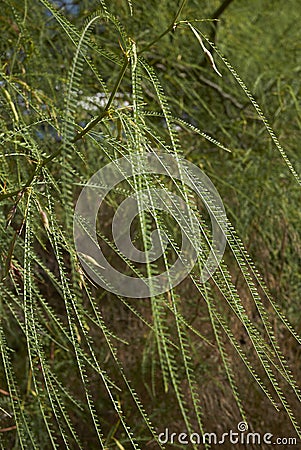Leaves close up of Parkinsonia aculeata tree Stock Photo