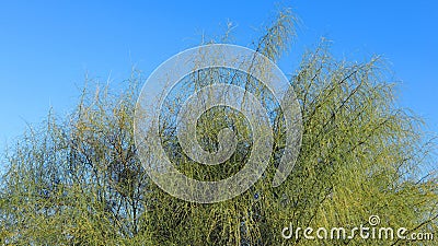 Parkinsonia aculeata unusual tropical plant. Fresh green branches Stock Photo