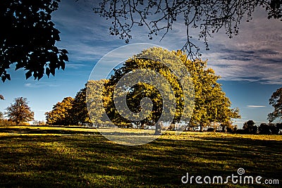 Parkland trees Stock Photo