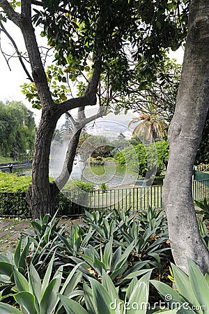 In the parks of Funchal, a wide variety of exotic plants and trees from all over the world impress Stock Photo