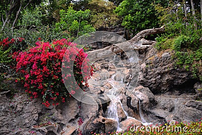 Parks and gardens on the Canary Islands Stock Photo