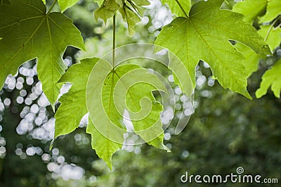 Parks in London, England - light and dark green leaves. Stock Photo