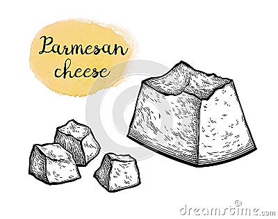 Parmesan cheese ink sketch. Vector Illustration