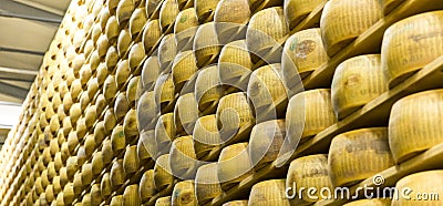 Parmigiano Cheese factory with the aging cheese Editorial Stock Photo