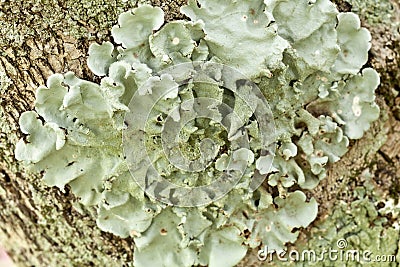 Lichen â€“ Parmotrema Stock Photo