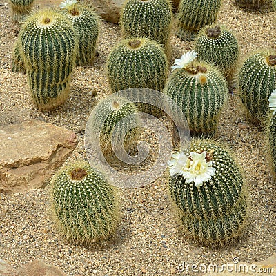 Parodia claviceps Spegazz., cactus grows in sand Stock Photo