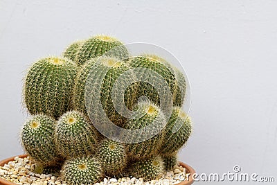 Parodia schumanniana cactus plants Stock Photo