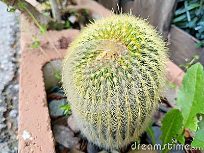 Parody leninghausii. Cactus Yellow tower in Malaga Spain Stock Photo