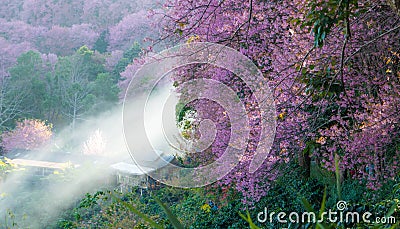 Paronama Sakura pink flower Stock Photo