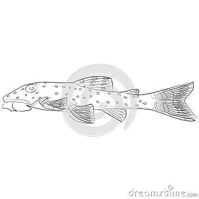 Parorocinclus haroldoi tropical freshwater catfish. White pointed ear grilled catfish freshwater ornamental fish aquarium catfish Stock Photo