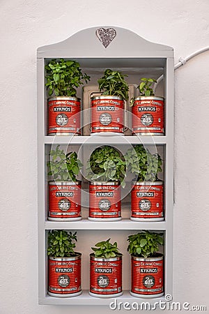 Paros island, Cyclades, Greece. Potted basil plants on wooden white shelves. Vertical Editorial Stock Photo