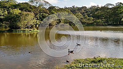 Parque do Carmo - Sao Paulo, Brazil Stock Photo