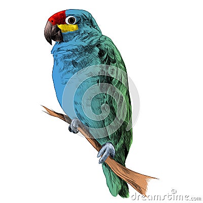 Parrot Amazon itting on a tree branch sketch vector Vector Illustration