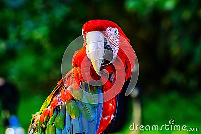 Parrot ara red beautiful just wonderful Stock Photo