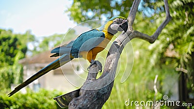 Parrot ara with yellow and blue feathers sits on a wooden branch Stock Photo