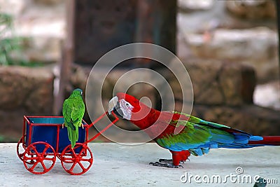 Parrot babysitting Stock Photo