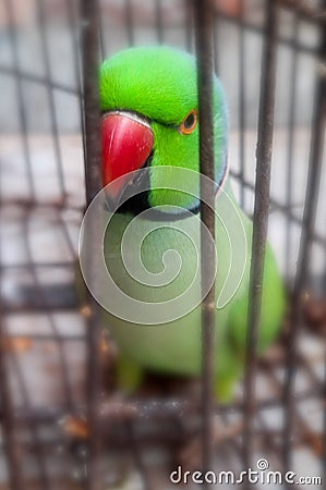 Parrot beautiful bird in a cage Stock Photo