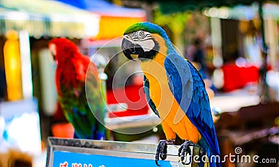 Parrot is a beautiful and intelligent bird. After long training, you can understand simple passwords and perform some simple actio Stock Photo