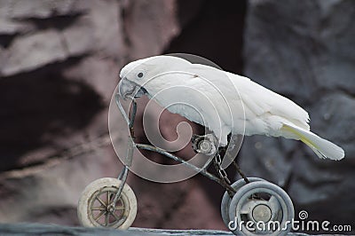 Parrot on a bike Stock Photo