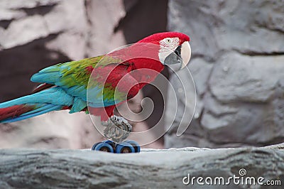 Parrot on a bike Stock Photo