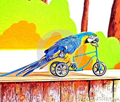 Parrot on the bike Stock Photo