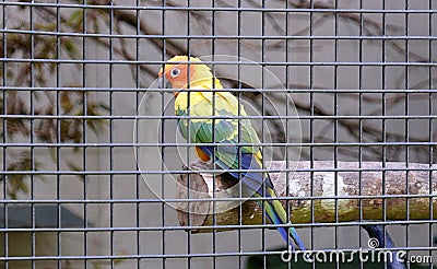 Parrot in Cage Stock Photo