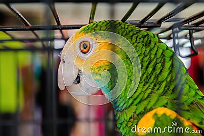Parrot bird caged green orange feathers exotic pet close-up Trinidad and Tobago Stock Photo