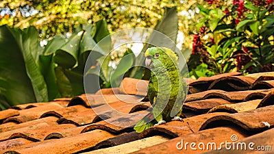 Parrot bird in Lake Yojoa, Honduras. Stock Photo