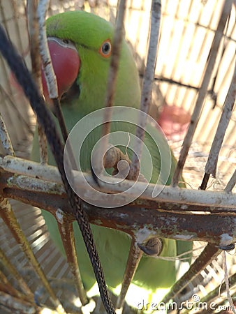 Parrot bird are very sweet Stock Photo