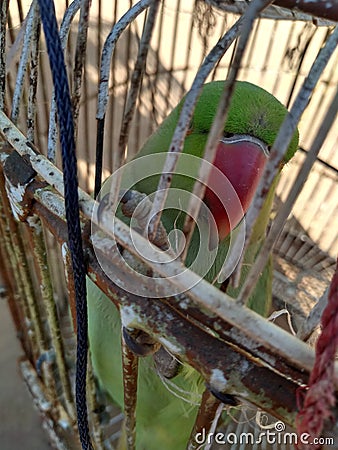 Parrot bird are very sweet Stock Photo