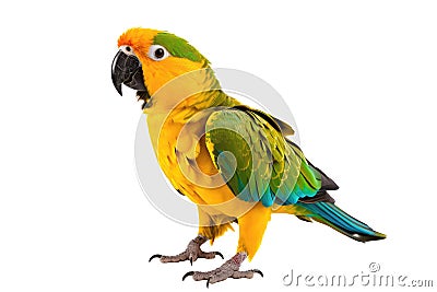 Parrot Bird On White Background Stock Photo