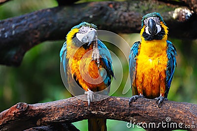 Parrot birds Stock Photo