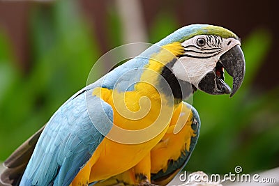 Parrot birds Stock Photo