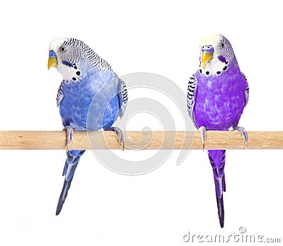 Parrot blue and purple. Budgie blue, isolated on white background. Budgerigar in full growth Stock Photo