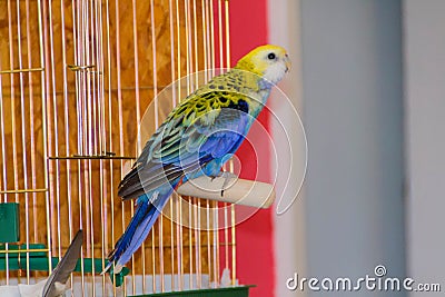 Parrot, blue rosella Stock Photo