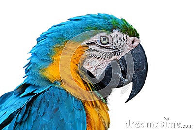 Parrot, Blue-and-yellow Macaw Stock Photo