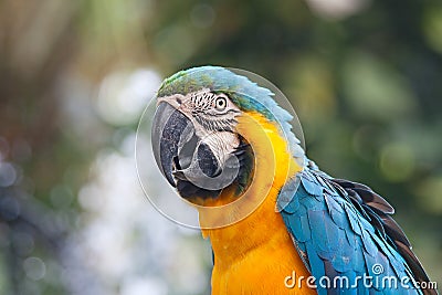 Parrot, Blue-and-yellow Macaw Stock Photo