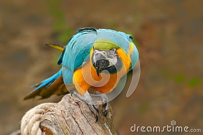 Parrot, blue-and-yellow macaw, Ara ararauna, also known as the blue-and-gold macaw, is a large South American parrot with blue top Stock Photo
