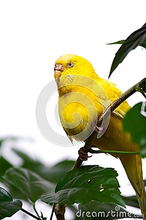 Parrot on branch Stock Photo