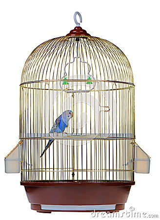 Parrot in cage Stock Photo