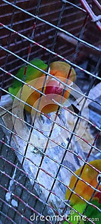 Parrot in cage Stock Photo