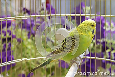 Parrot in a cage Stock Photo