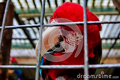 parrot in cage , image taken in Hamm Zoo, north germany, europe Stock Photo
