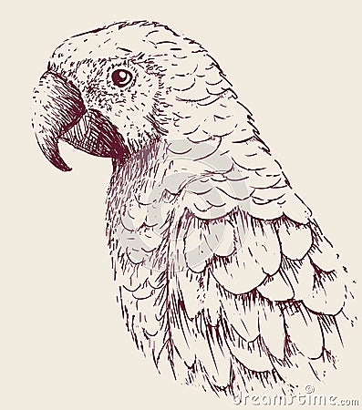 Parrot close up Vector Illustration