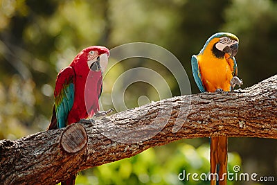 Parrot at Currumbin Wildlife Park Stock Photo